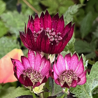 Astrantia major 'Gill Richardson Group'